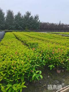 高度80厘米红王子锦带