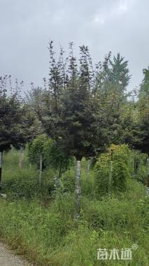 高度160厘米三季红红枫