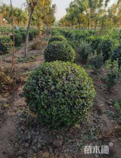 冠幅50厘米卫矛球