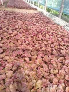 高度10厘米矾根