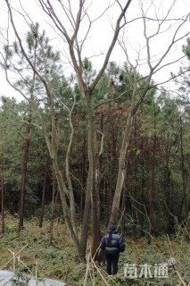 40公分(3杆)丛生朴树