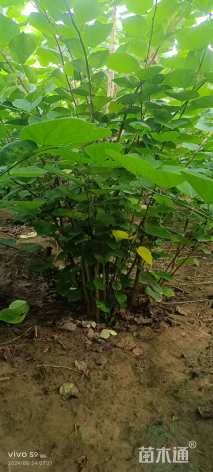 高度250厘米丛生紫荆