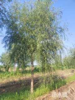 12公分垂柳