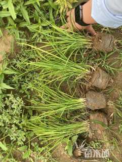 高度20厘米麦冬