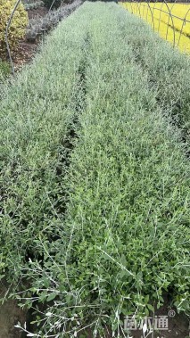 高度30厘米灌从石蚕