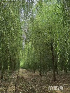 12公分红丝垂柳