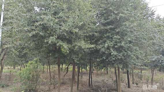 12公分弗吉尼亚栎