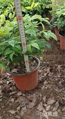 高度40厘米火焰南天竹