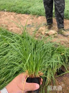 高度15厘米崂峪苔草