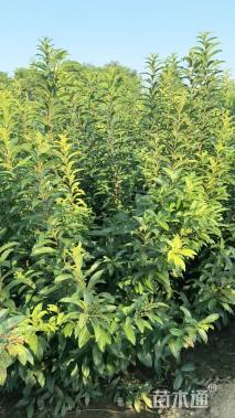 高度120厘米麦李