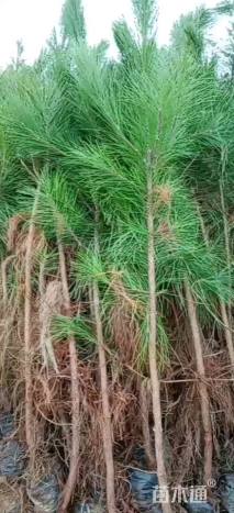 高度150厘米湿地松小苗