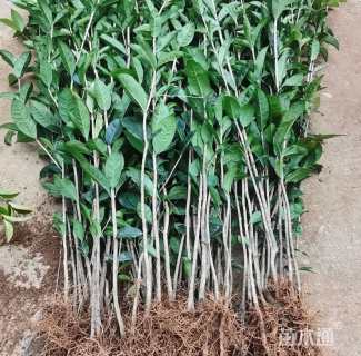 高度100厘米桂花小苗