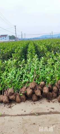 高度200厘米法国冬青