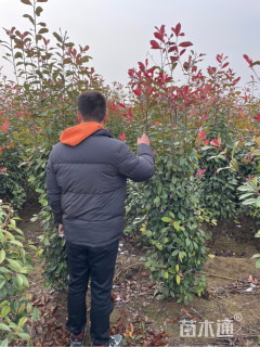 高度150厘米红叶石楠柱