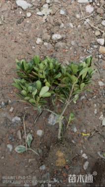 高度20厘米紫鹃