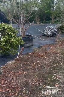 高度200厘米茶梅