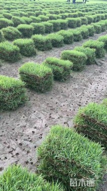 草块状中华结缕草