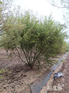 高度400厘米丛生鸡爪槭