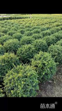 高度120厘米福建茶