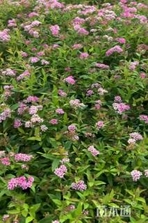 高度80厘米粉花绣线菊