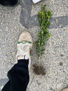 高度25厘米瓜子黄杨