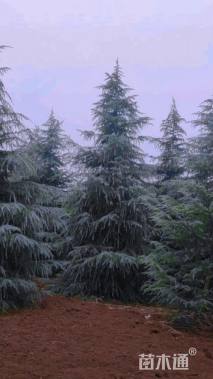 高度600厘米雪松