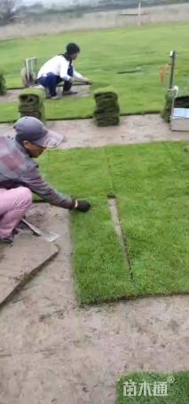 草卷状马尼拉草