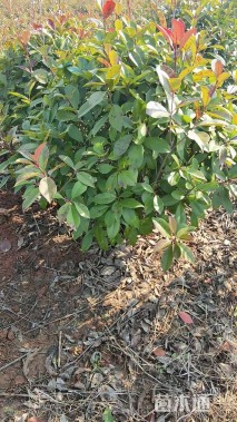 冠幅60厘米红叶石楠球