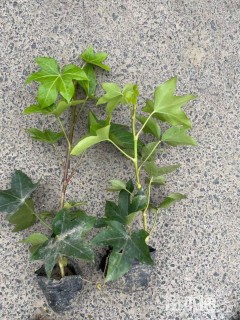 高度30厘米熊掌木小苗