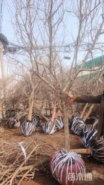 高度200厘米果石榴