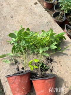 高度30厘米火焰南天竹