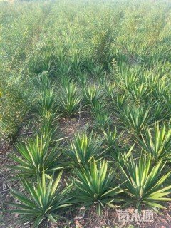 高度50厘米丝兰