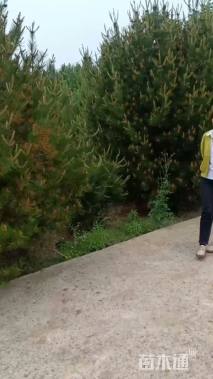 高度400厘米白皮松