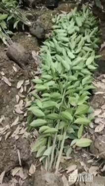 高度100厘米丛生天竺桂