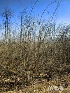 高度300厘米丛生金银木