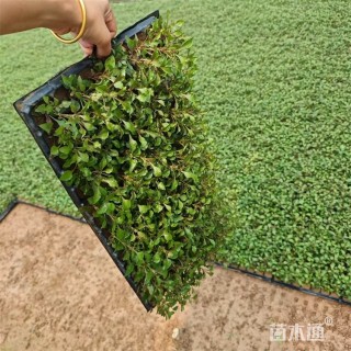 高度10厘米五色苋