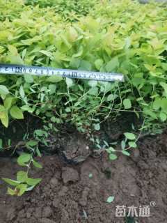 高度20厘米金山绣线菊