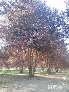 高度600厘米丛生紫叶李