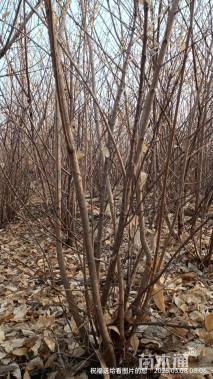 高度200厘米丛生蜡梅