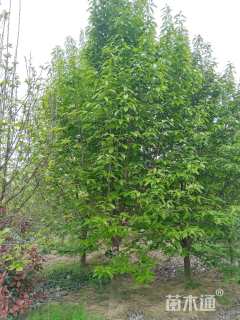 15公分二乔玉兰