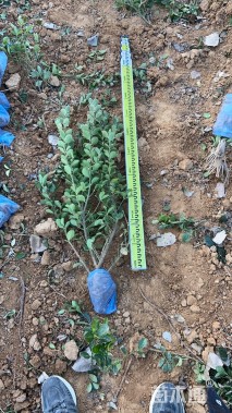 高度50厘米大叶黄杨小苗