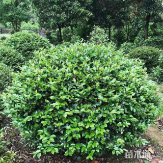 冠幅180厘米茶梅球