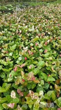 25厘米花叶络石