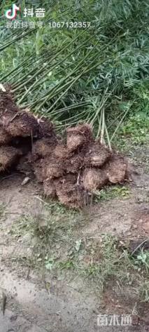 地栽苗雷竹
