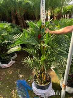裸干高100厘米金山棕