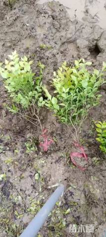 高度50厘米金叶女贞小苗