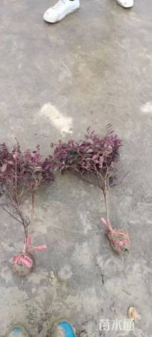 高度50厘米红花继木小苗