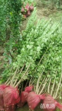 高度95厘米北海道黄杨