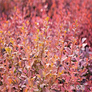 高度180厘米红叶小檗小苗