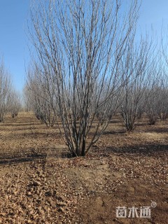 高度6厘米(4杆)丛生白蜡